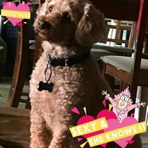 Meet your Posher, Donna